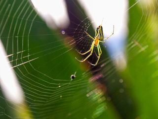 Macro photography of a venusta orchard garden spider on its web, captured in a garden near the town of Villa de Leyva in central Colombia.