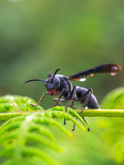 Macro photography of a black paper wasp with rain drops on it, resting on a fern frond, captured at a farm near the town of Villa de Leyva in central Colombia.