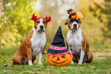 Two american staffordshire terrier dogs with a halloween pumpkin outdoors