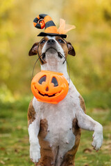 Funny american staffordshire terrier dog ready for halloween party
