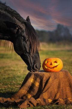 Black horse with a halloween pumpkin