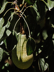 Vertical macro shot of a green pear growing behind tiny leaves of a tree on a sunny day