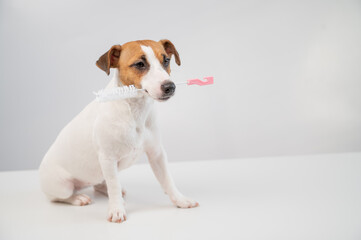 The dog holds in his mouth a brush for washing bottles on a white background. Jack russell terrier helping to clean the apartment