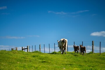 Cows eating grass in Australia. 