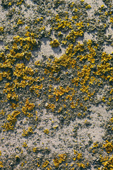 Spot yellow moss, fungus on concrete wall. Concrete background.