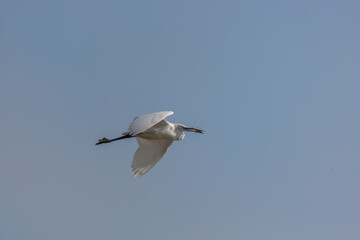 Great Egret (Ardea alba) flying with a fish in its beak