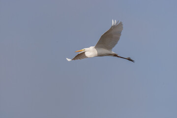 Great Egret (Ardea alba) flying with a fish in its beak