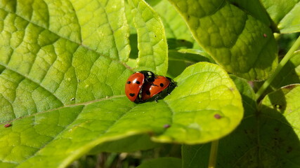 Nahaufnahme von sich paarenden Marienkäfern