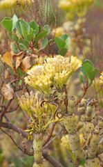Flora canaria en la isla de El Hierro, Santa Cruz de Tenerife, Islas Canarias, Espa&ntilde;a, Europa
