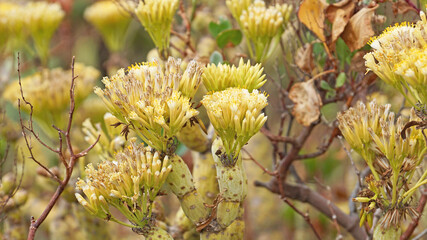 Flora canaria en la isla de El Hierro, Santa Cruz de Tenerife, Islas Canarias, España, Europa
