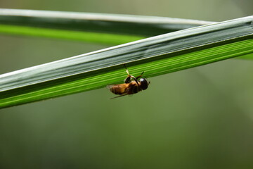 yogi's drone-fly asana on a palm leaf with green background