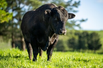 Stud Beef bulls, cows and calves grazing on grass in a field, in Australia. breeds of cattle...