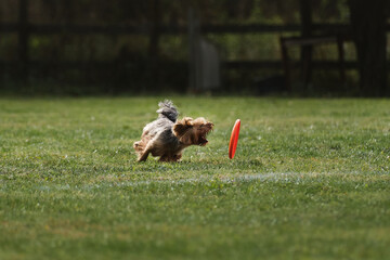 Yorkshire Terrier goes in sports on warm summer day outdoors in park in green clearing. Dog runs fast and tries to grab orange plastic flying disk with its teeth, which is rapidly rolling across lawn.