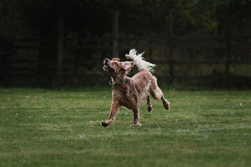 English red and white setter does sports on warm summer day outdoors in park on green meadow....