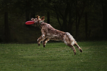 English setter of red and white color jumps on green lawn at dog competitions. Flying dog of...
