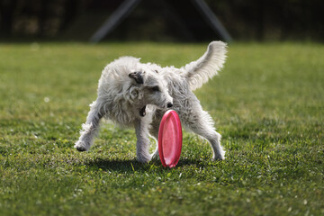 Naklejka na ściany i meble Wire haired Jack Russell Terrier goes in for sports on warm summer day outdoors in park in green clearing. White fluffy dog tries to grab plastic disc with teeth, which is rapidly rolling across lawn.