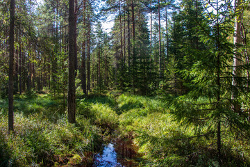 A stream in a pine forest in summer