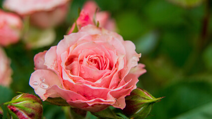 Rose with dew drops in summer