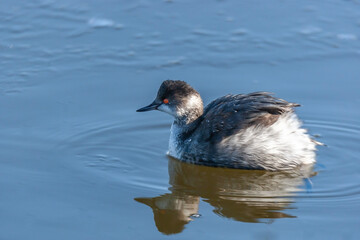 Fototapeta premium Black-necked Grebe (Podiceps nigricollis) resting on the lake