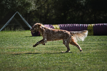 English red and white setter does sports on warm summer day outdoors in park on green meadow....
