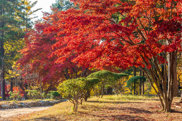 Autumn in South Korea