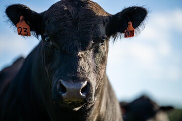 Close up of Stud Beef bulls, cows and calves grazing on grass and pasture in a field and paddock,...