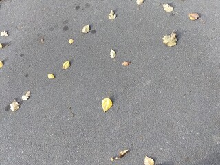 leaves on the ground