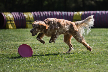 English red and white setter does sports on warm summer day outdoors in park on green meadow....