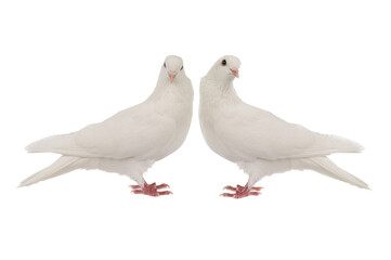 two white doves looking at camera isolated on white background