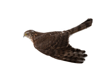 Sparrowhawk bird in flight isolated on white background