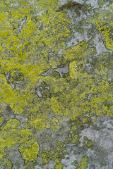 gray stones covered with moss. green moss on the stone. background	