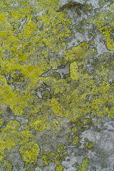 gray stones covered with moss. green moss on the stone. background	