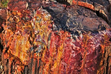 Petrified Forest, skamieniała kłoda drewna - obrazy, fototapety, plakaty