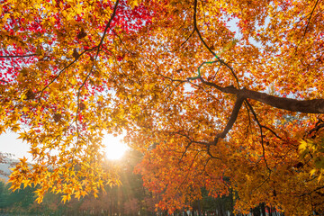 Autumn in South Korea