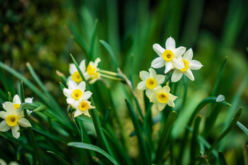 Daffodils in spring