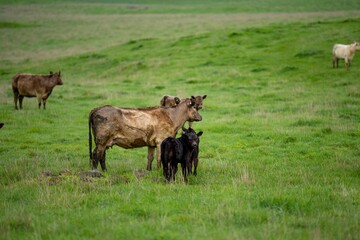 Close up of Stud Beef bulls, cows and calves grazing on grass and pasture in a field and paddock,...
