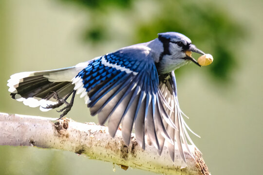 blue and white bird. Bluejay 