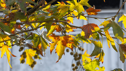 sycamore tree branches and leaves in the autumn season