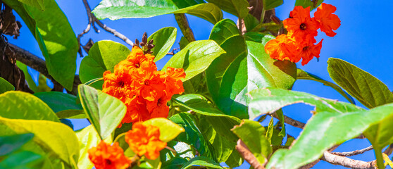 Kou Cordia subcordata flowering tree with blue sky in Mexico.