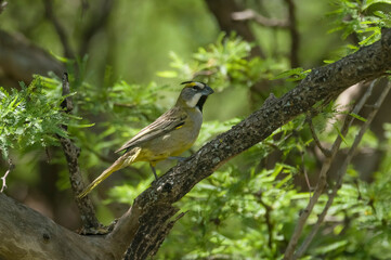 Yellow Cardinal, Gubernatrix cristata, Endangered species in La Pampa, Argentina
