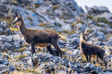 Small mountain goats on the edge of a cliff
