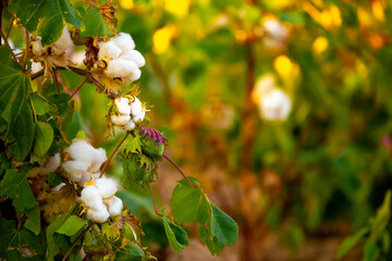 The cotton plant is grown in the field for industrial purposes. Close-up cotton flower in the light of the setting sun. Background with copy space and place for text.
