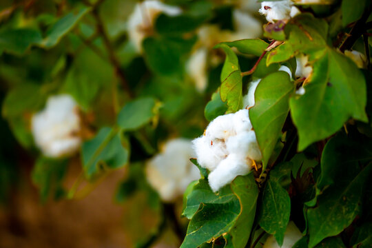 The cotton plant is grown in the field for industrial purposes. Close-up cotton flower in the light of the setting sun. Background with copy space and place for text.