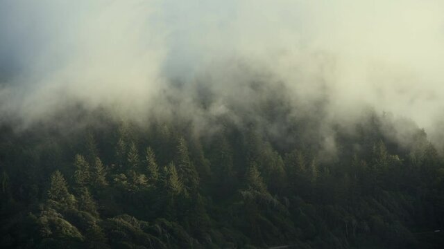 Northern California Coastal Fog Rolling Through Redwood Hills