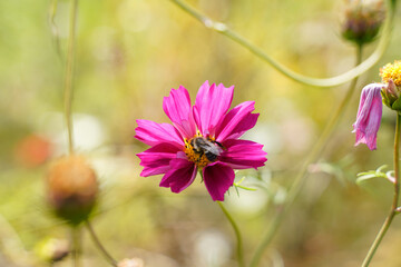 Obraz premium Bumblebee taking the pollen from a pink, purple cosmos flower. Shallow depth of field. Bokeh background.