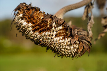 Sunflower drying naturally in a field. Close up of the sunflower seeds in the flower head.