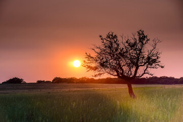 Fototapeta na wymiar Lonely tree in La Pampa at sunset, Patagonia,Argentina