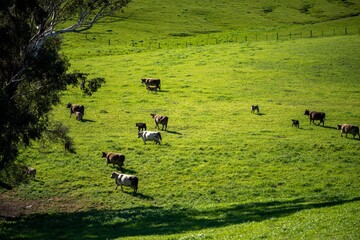 cows in field, grazing on grass in Australia, on a farming ranch. Cattle eating hay and silage....