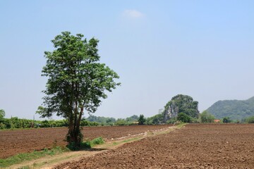 Obraz premium Farmland after harvest with cultivated soil, big tree, and mountain background. Soft focus. Nature and agriculture concept.