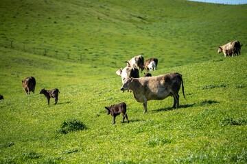cows in field, grazing on grass in Australia, on a farming ranch. Cattle eating hay and silage....